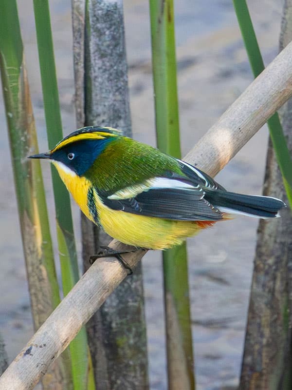 Siete Colores