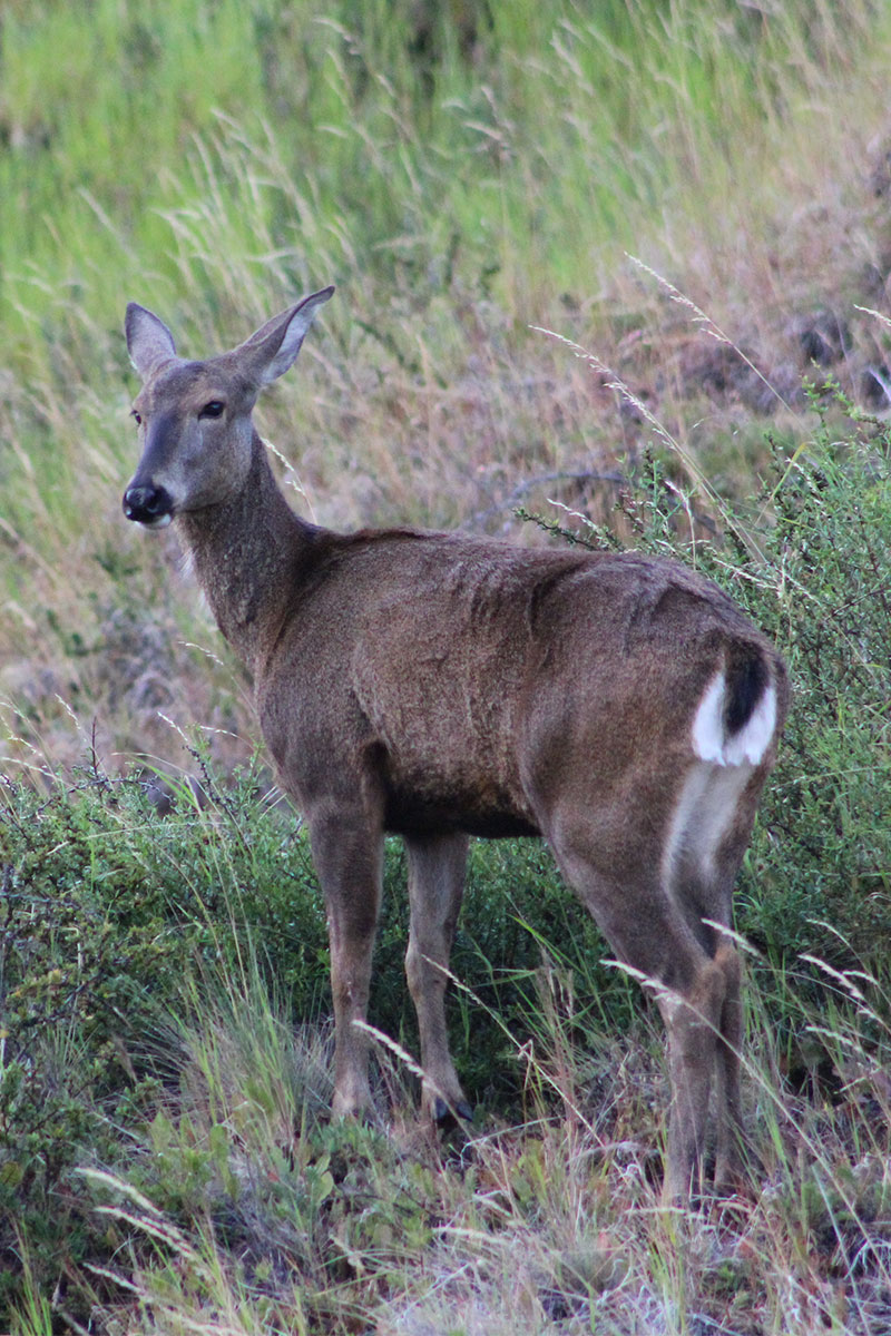 Huemul
